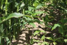 Zwischen zwei Reihen mit großen und kräftigen Maispflanzen wächst eine Vielzahl deutlich niedrigerer und schwächerer Silphietriebe
