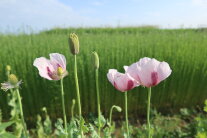 Das Foto zeigt Mohnpflanzen mit geöffneter und geschlossener Blüte in Blassrosa