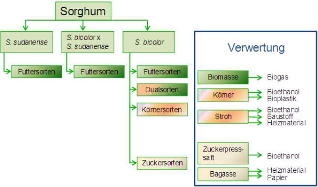 Sorghum -  Arten und Verwertung