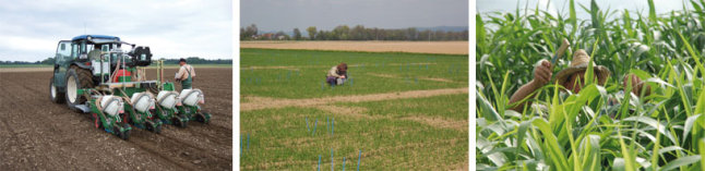 Sorghum in verschiedenen Wachstumsstadien