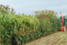 Sorghum auf Versuchsfeld