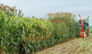 Sorghum-Arbatax auf Versuchsfeld