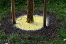 Gelbes Mulchmaterial ist rund um den Stammbereich eines Baumes aufgetragen.