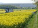 Ein Traktor mit Spritzgestänge bringt ein Fungizid in einem gelb blühendem Rapsfeld aus.