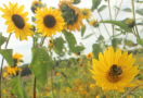 Eine Hummel sitzt auf einer blühenden Staudensonnenblume die auf einem Feld voller Blumen steht