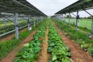 Auf einem Feld mit Photovoltaikanlage und dazwischen Pflanzstreifen der Rhabarberpflanzen