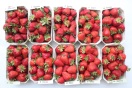 Erdbeeren in Portionsschalen - frisch gepflückt