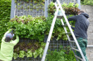 Im Gabionen-System werden Salate und Petersilie geerntet. Eine einfache Leiter ermöglicht den Gärtnern die Ernte an der Wand bis zu einer Höhe von rund 3,5 m.