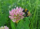 Eine Hummel sitzt auf einer Rotkleeblüte.