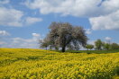 Ein einzeln in der Landschaft stehender Apfelbaum an einem Rapsfeld.