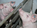 Zwei Schweine im Kontakt miteinander.