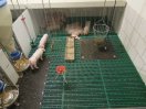 Schweine in einer KomfortPlus-Bucht mit Liegebereich, Heuraufe, Spielzeug und Microsuhle.