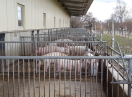 Schweine im teilüberdachten Auslauf an zwangsgelüftetem Stall.