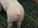 Ferkel mit Ringelschwanz steht auf Rostboden.