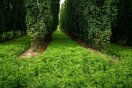Hopfengarten mit Hopfenreben und flächig angesäter Zwischenfrucht