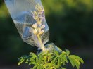 Lupinenblüte mit Tüte zum Schutz vor Fremdbestäubung.