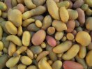 Kartoffelknollen in unterschiedlichen Farben, Formen und Größen