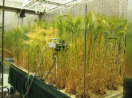 Messung der Blattfluoreszenz bei Gerste unter Trockenstressbedingungen