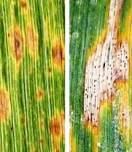 Symptoms of Tan spot (left) and Septoria tritici blotch (right) on wheat leaves