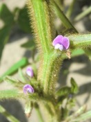 Sojabohnen Blüte (geöffnet, rosa)