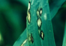 Gerstenblätter mit Rhynchosporium Blattflecken