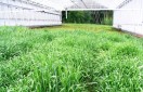 Bewässerte Versuchsparzellen Sommergerste im Rollgewächshaus