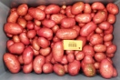 Kartoffelknollen in einer Kiste