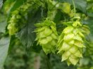 Hopfen Hopfendolde