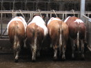 Bullen im Stall