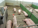 Mastschweine in einer Bucht mit Abrufstation