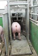 Schwein steht in einer Gitterbox