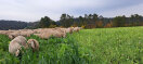 Schafe grasen auf Zwischenfrucht.