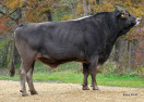 Braunviehbulle Huray stehend nach rechts gedreht, Foto: Besamungsstation Greifenberg