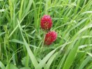 Zwei pink blühende Blume in einem Feld mit Gras und Getreide