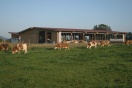 Rinder auf der Weide vor einem Außenklimastall