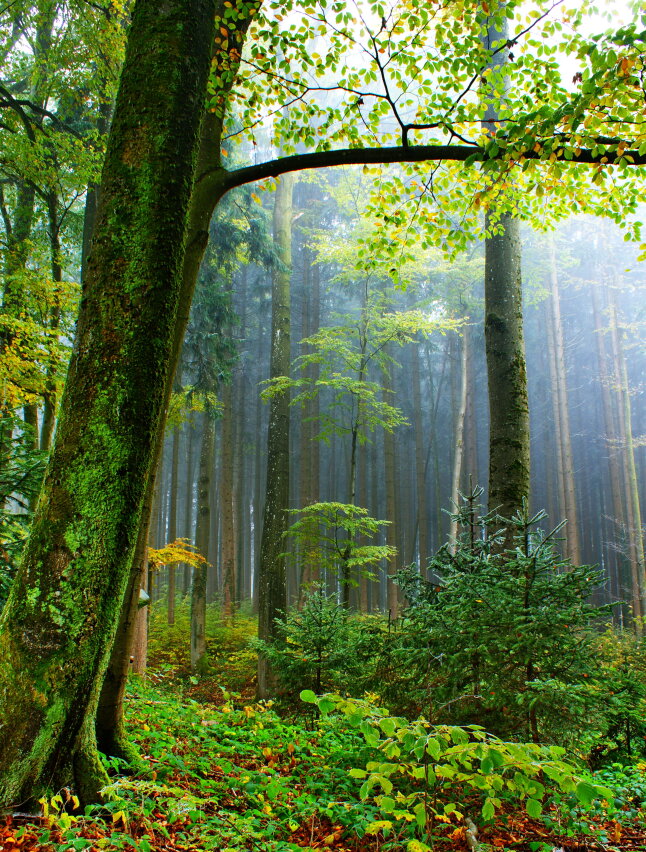 Wald im Herbst mit braunen und grünen Blättern 