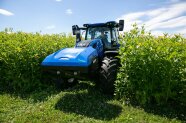 Blauer Traktor auf Feld mit Energiepflanze Durchwachsene Silphie mit gelben Blüten