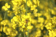 Ein Rapsfeld mit vielen Blüten