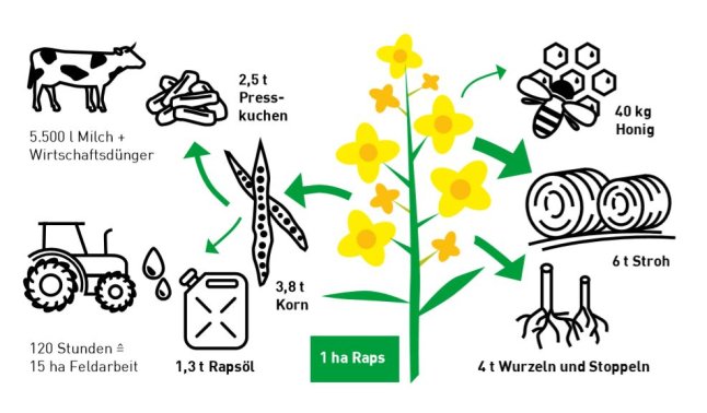 Grafik, die zeigt, was man aus einem Hektar Raps alles gewinnen kann, z.B. Rapsöl, Rapspresskuchen, Nektar für Bienen, Korn, Wurzeln, Stroh. 