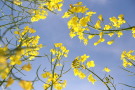 einzelne Rapsblüten vor blauen Himmel fotografiert