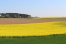 Landschaftsbild mit Rapsblütenfeld und anderen Äckern