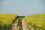 Ein Feldweg durch ein Rapsfeld