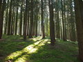 Viele Bäume im Wald