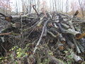 Ein Holzpolter aus Waldrestholz, bestehend aus gebogenen, krummen Laubholzstücken..