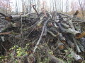 Ein Holzpolter aus Waldrestholz, bestehend aus gebogenen, krummen Laubholzstücken..