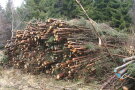Ein Holzpolter aus Waldrestholz (dünne Fichtenkronen aus einer Durchforstung) am Waldrand.
