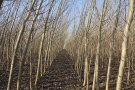 Eine Kurzumtriebsplantage auf einer Ackerfläche ist im Winter und bei blauem Himmel zu sehen. Die unbelaubten Bäume stehen in Reihe.
