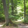 Laubwald mit Bäumen verschiedenen Alters