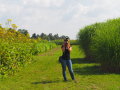 Auf dem Foto ist eine Frau mit Kamera zwischen hoch wachsenden Energiepflanzen erkennbar