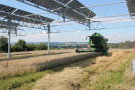Das Foto zeigt einen Mähdrescher im Weizenbestand unter einer Agri-PV-Anlage in Heggelbach